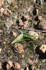 Cyanella