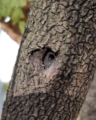 Synanthedon andrenaeformis