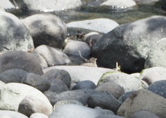 Turdus ignobilis