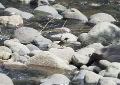 Turdus ignobilis