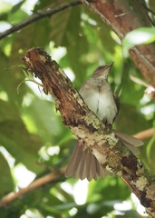 Turdus ignobilis