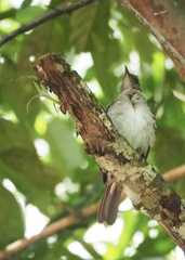 Turdus ignobilis