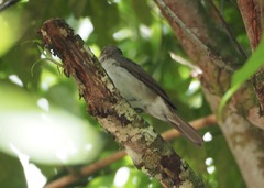 Turdus ignobilis
