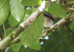 Turdus ignobilis