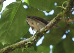 Turdus ignobilis