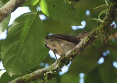 Turdus ignobilis