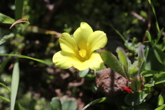 Moraea fugacissima