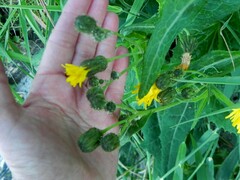 Sonchus arvensis