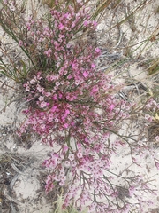 Limonium peregrinum