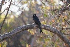 Dicrurus adsimilis apivorus