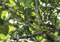 Turdus ignobilis
