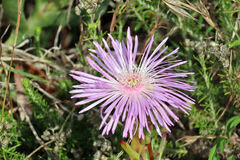 Lampranthus blandus
