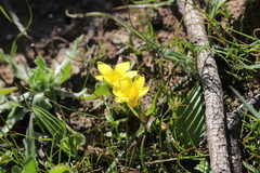 Moraea fugacissima