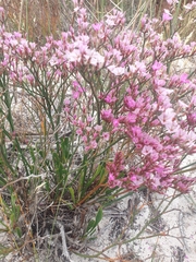 Limonium peregrinum