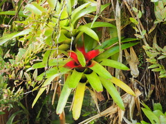 Neoregelia