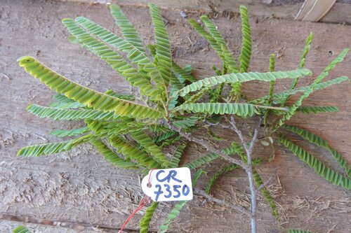 Dalbergia tsiandalana