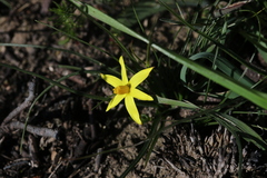 Pauridia serrata serrata