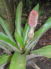 Aechmea mariae-reginae