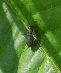 Cicindelina