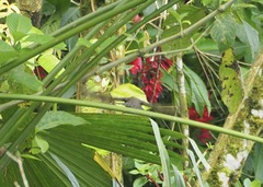 Turdus ignobilis