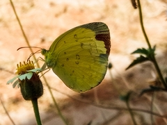 Eurema hecabe solifera