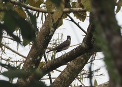 Turdus ignobilis