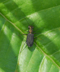 Cicindelina