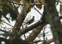 Turdus ignobilis