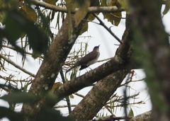 Turdus ignobilis