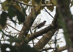 Turdus ignobilis