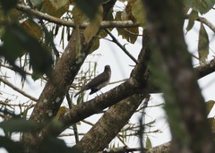 Turdus ignobilis