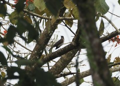 Turdus ignobilis