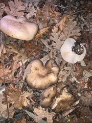 Clitocybe brunneocephala