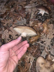 Clitocybe brunneocephala