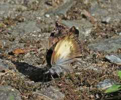 Mylon zephus