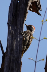 Chloropicus fuscescens