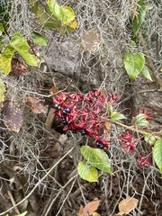 Clerodendrum indicum