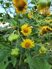 Smallanthus pyramidalis