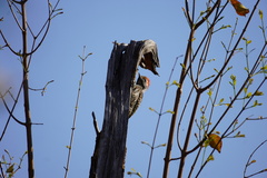 Chloropicus fuscescens