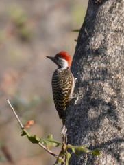 Chloropicus fuscescens