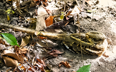 Caprimulgus climacurus