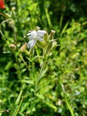 Silene latifolia
