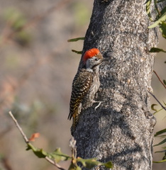 Chloropicus fuscescens