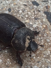 Temnorhynchus retusus