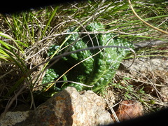 Lichtensteinia latifolia