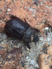 Temnorhynchus retusus