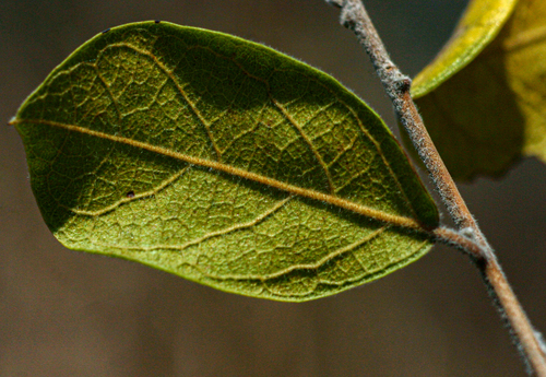 Combretum hereroense image