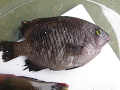 Plectroglyphidodon marginatus