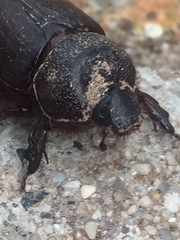 Temnorhynchus retusus