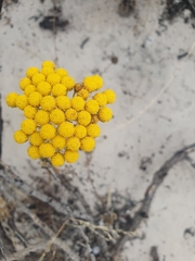 Oncosiphon suffruticosus